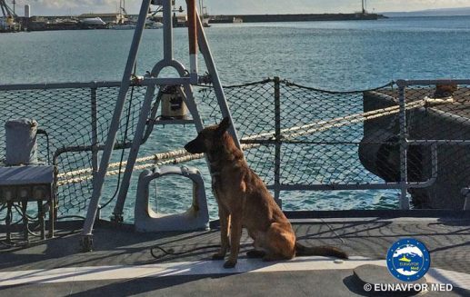 French ship Commandant Ducuing’s mascot: a dog specialized in weapons and explosives detection
